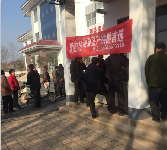 瑞恒116定苗現場火爆